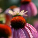 探秘百尊赌场:豪华体验与刺激游戏的完美结合 p4r1i1