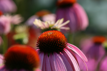 探秘百尊赌场:豪华体验与刺激游戏的完美结合 探秘百尊赌场:豪华体验与刺激游戏的完美结合